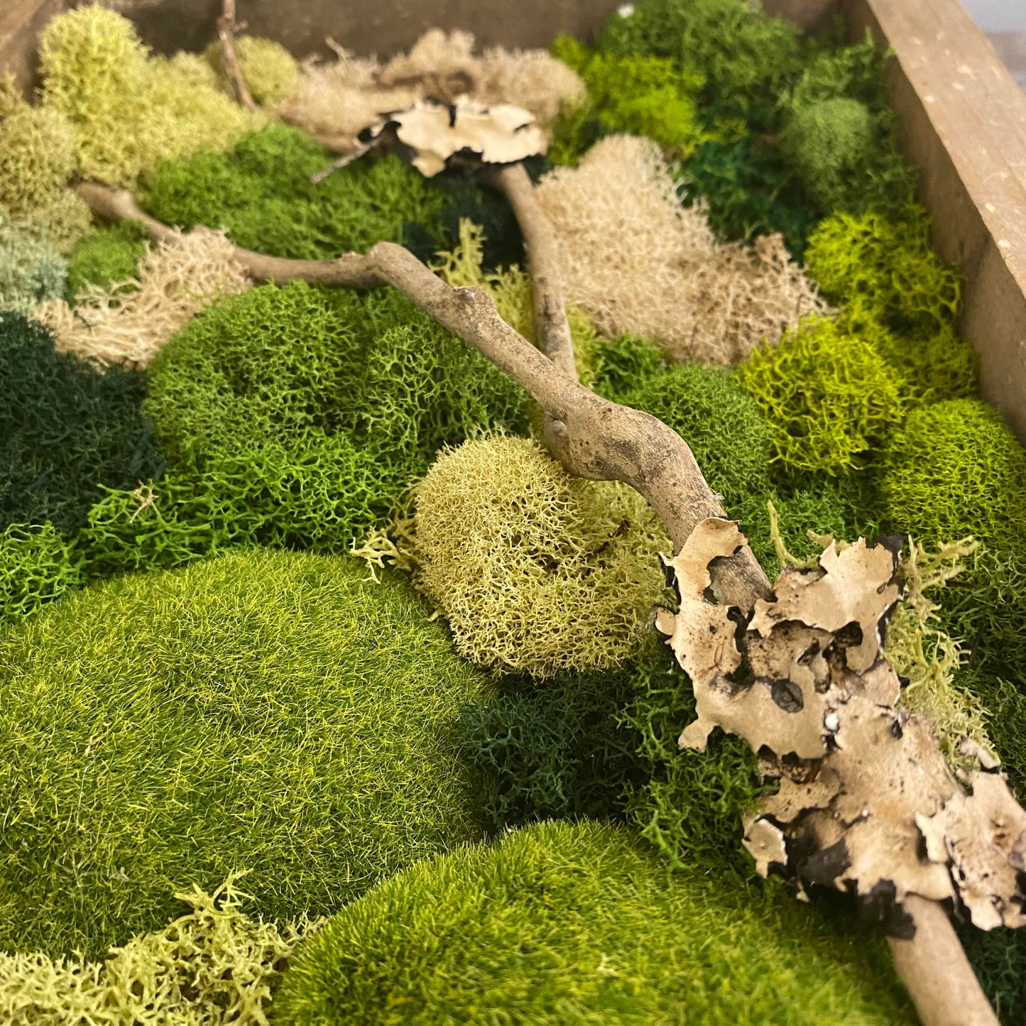 Create Your Own Moss Art (Altamonte Location)