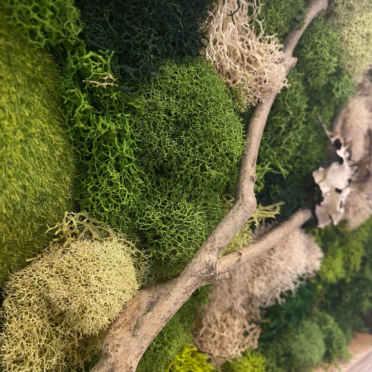 Create Your Own Moss Art (Altamonte Location)