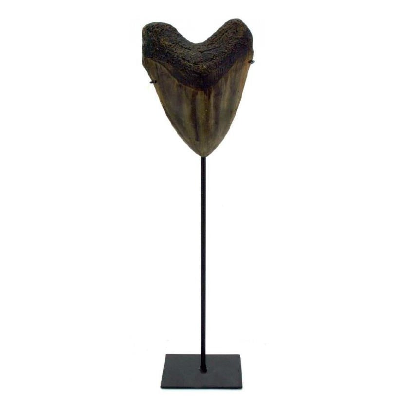 Fossilized tooth on a stand.