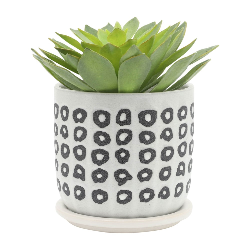 Succulent in a polka-dot patterned pot on a white background.