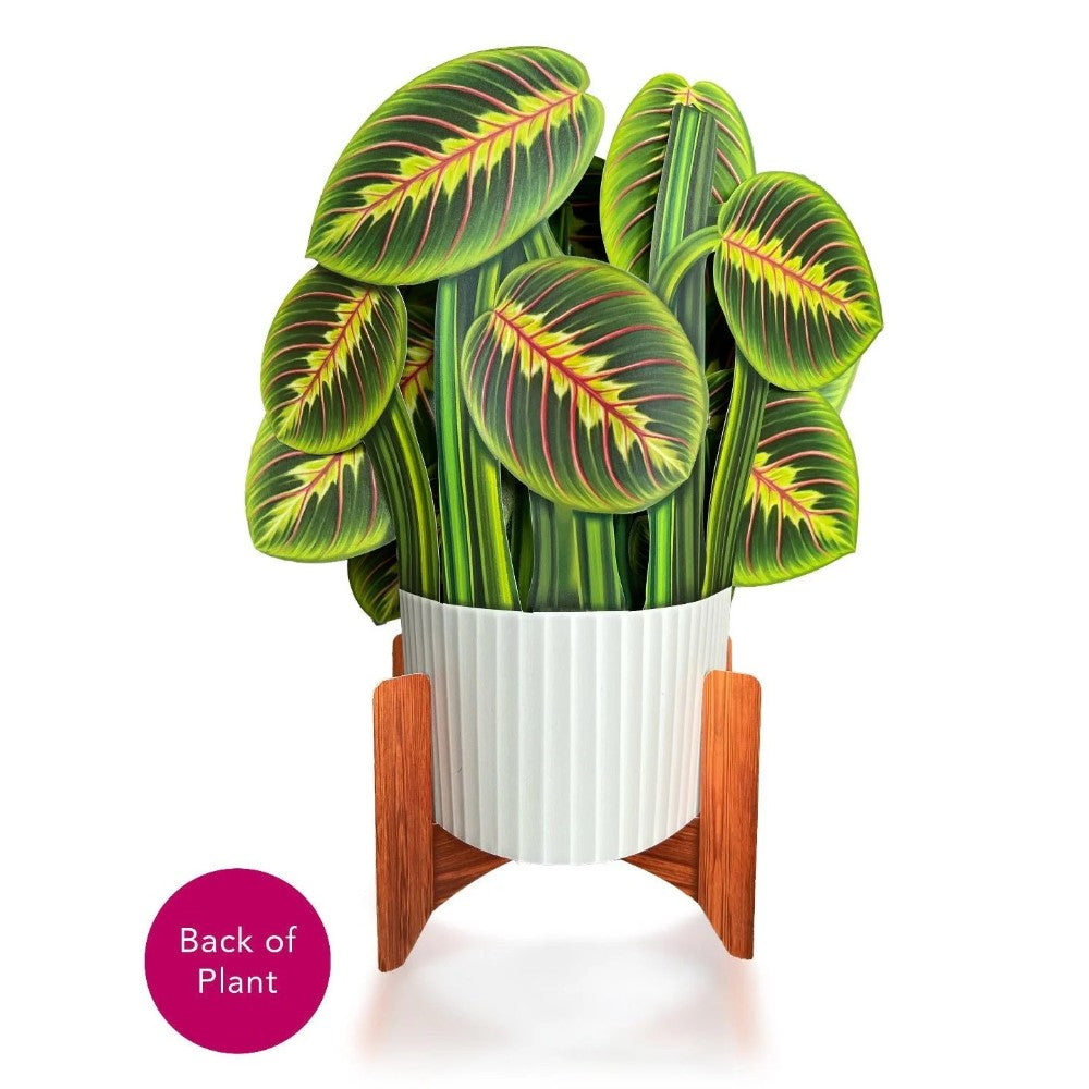 Potted plant with large, colorful leaves on a wooden stand.