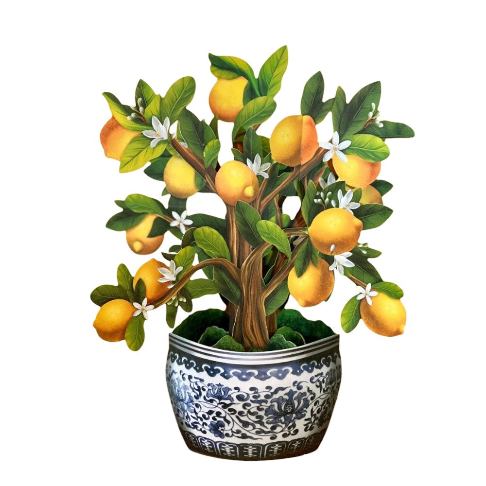 Potted lemon tree with green leaves and white flowers.