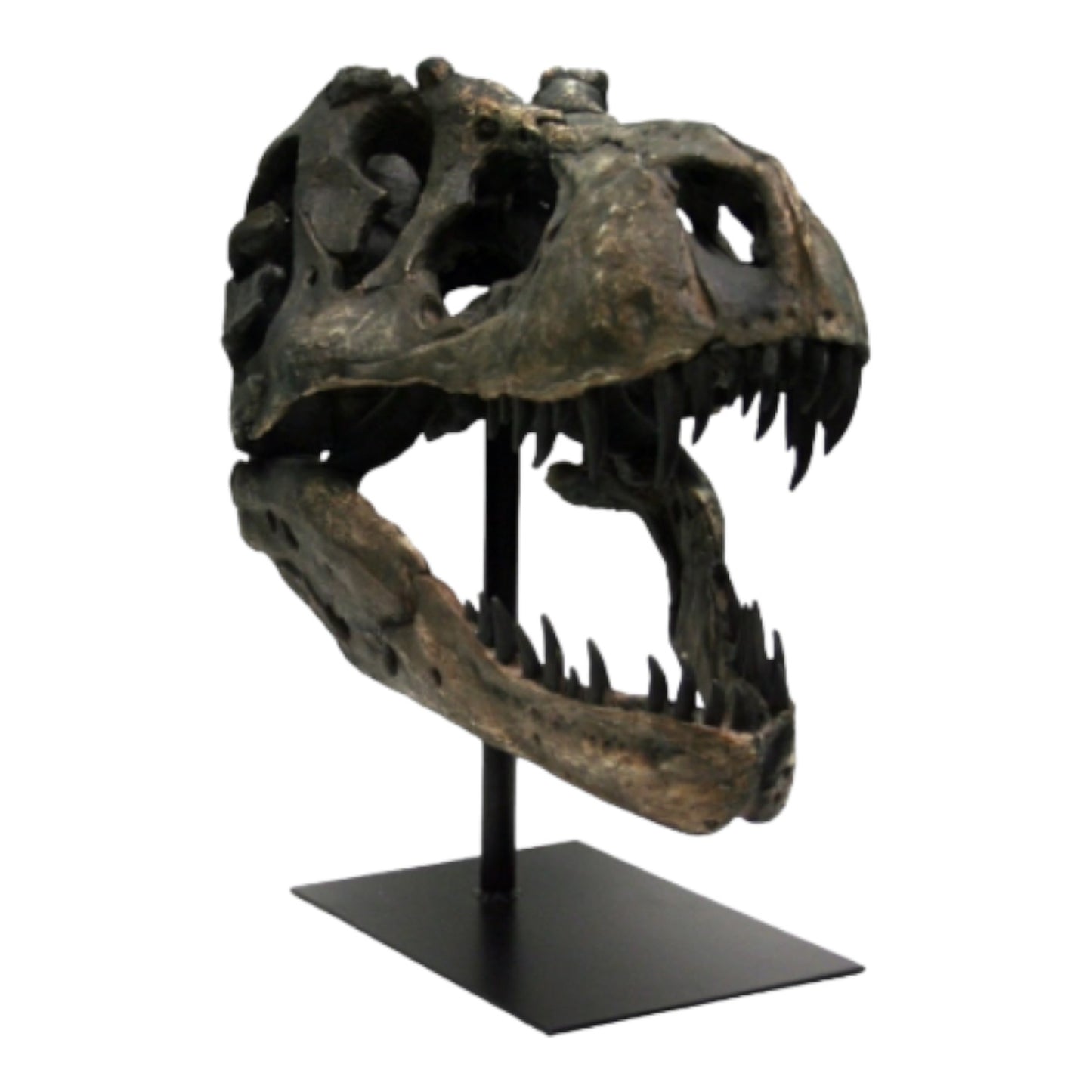 Picture of 20" T-Rex Skull Fossil