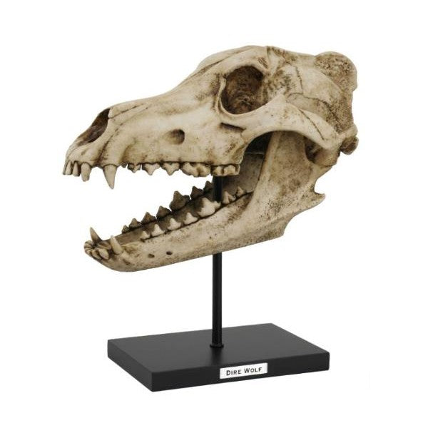Dire wolf skull on display stand.