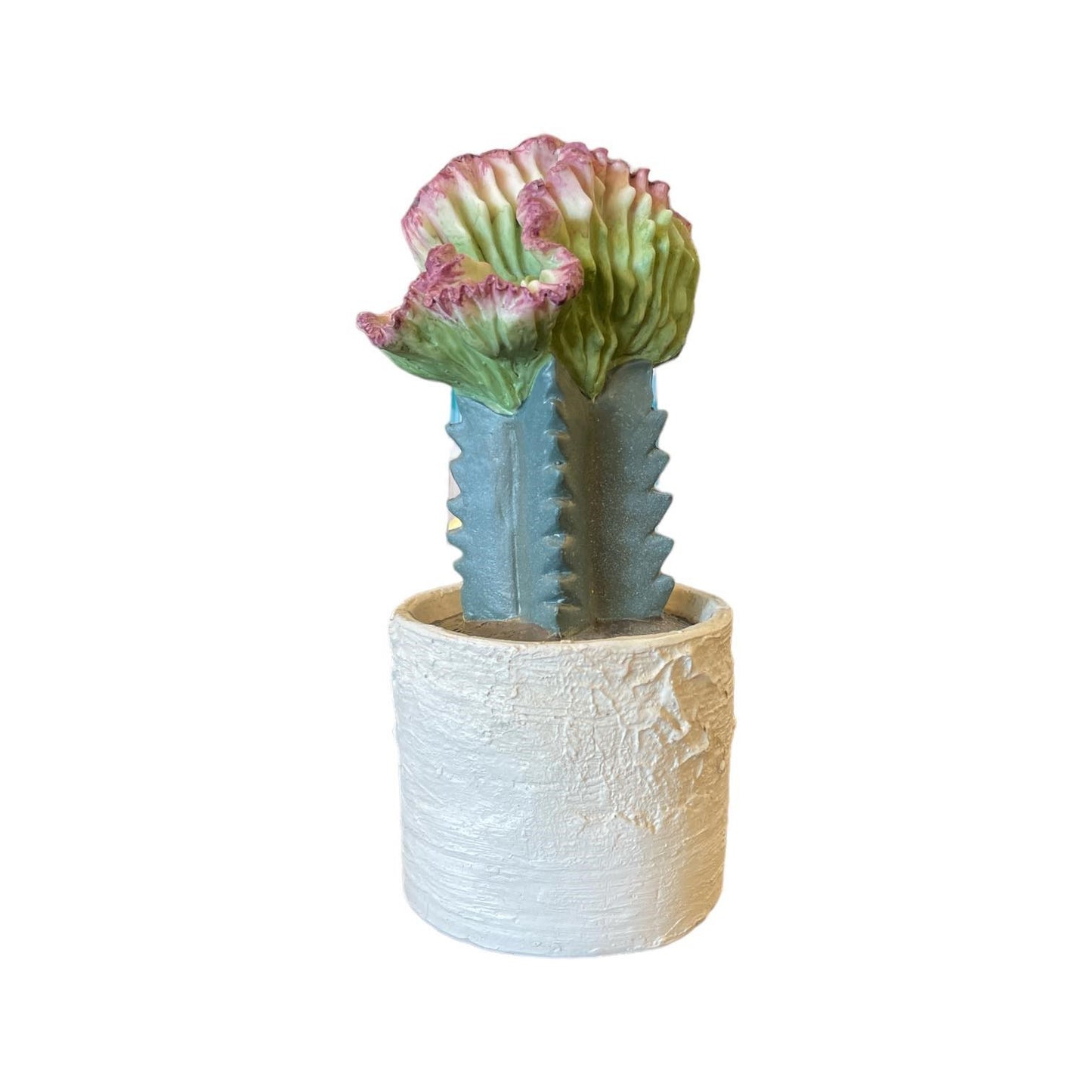 Green and pink crested cactus in a textured white pot.