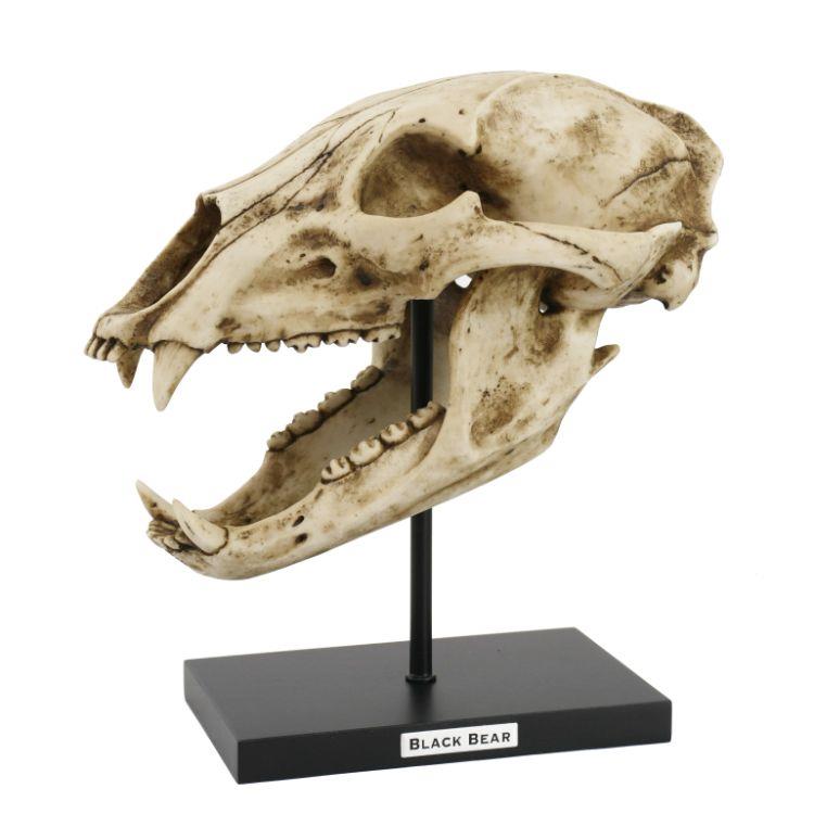 Black bear skull on a stand, side view.