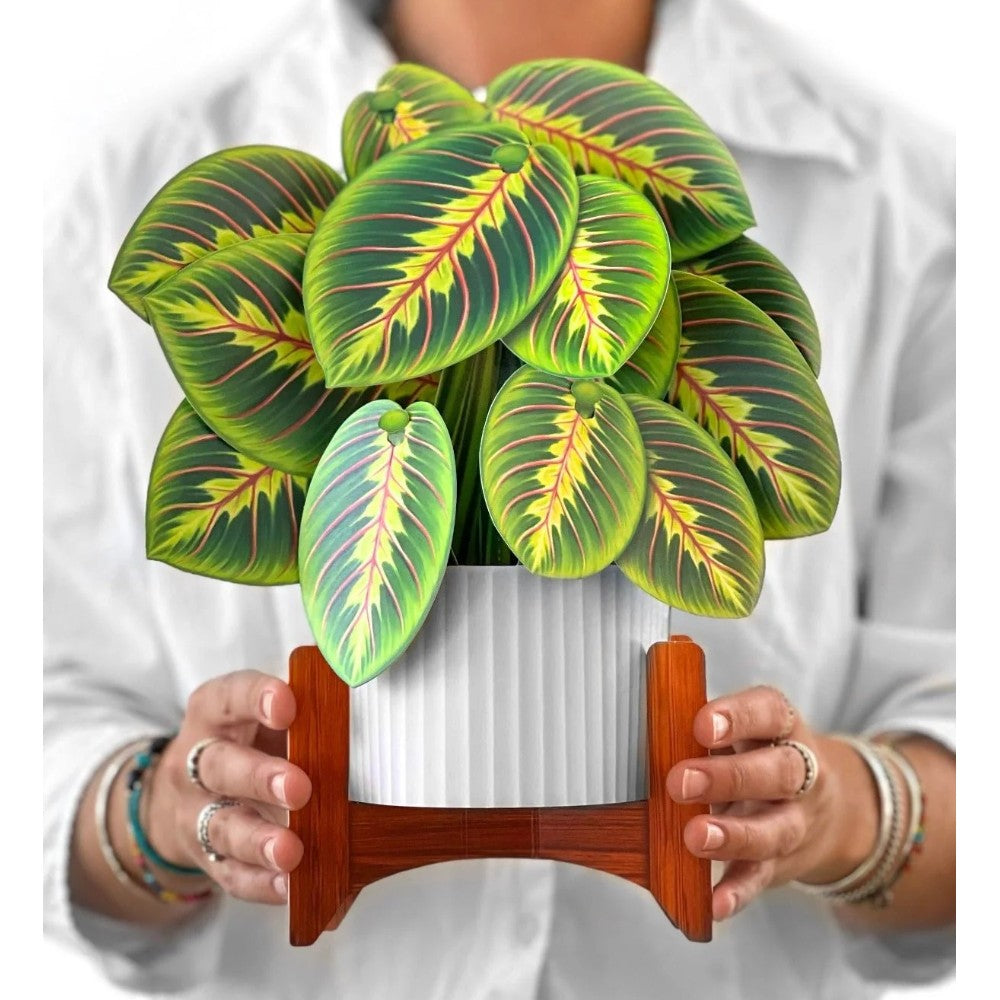 prayer plant standing up Prayer Plant Pop-Up Bouquet Greeting Card – Adjectives Market