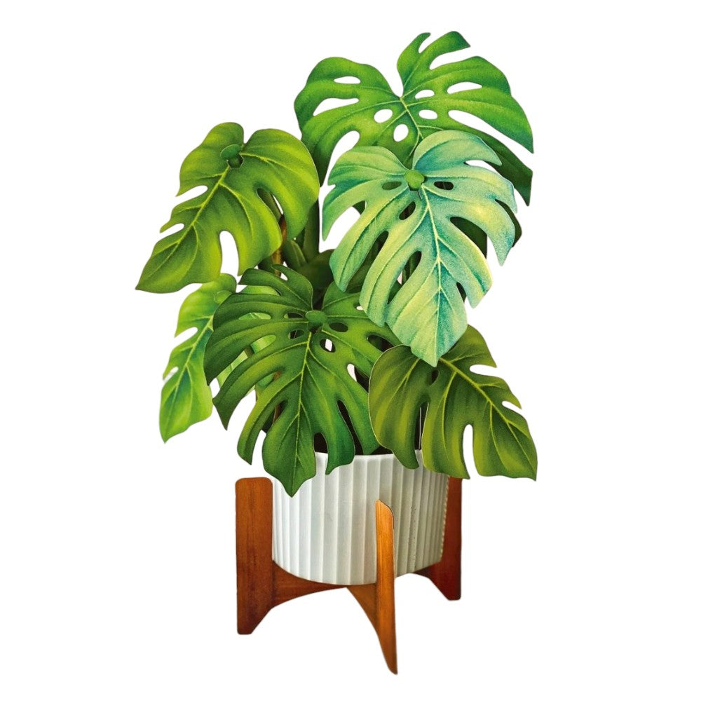 Vibrant monstera plant in a white pot with wooden stand.