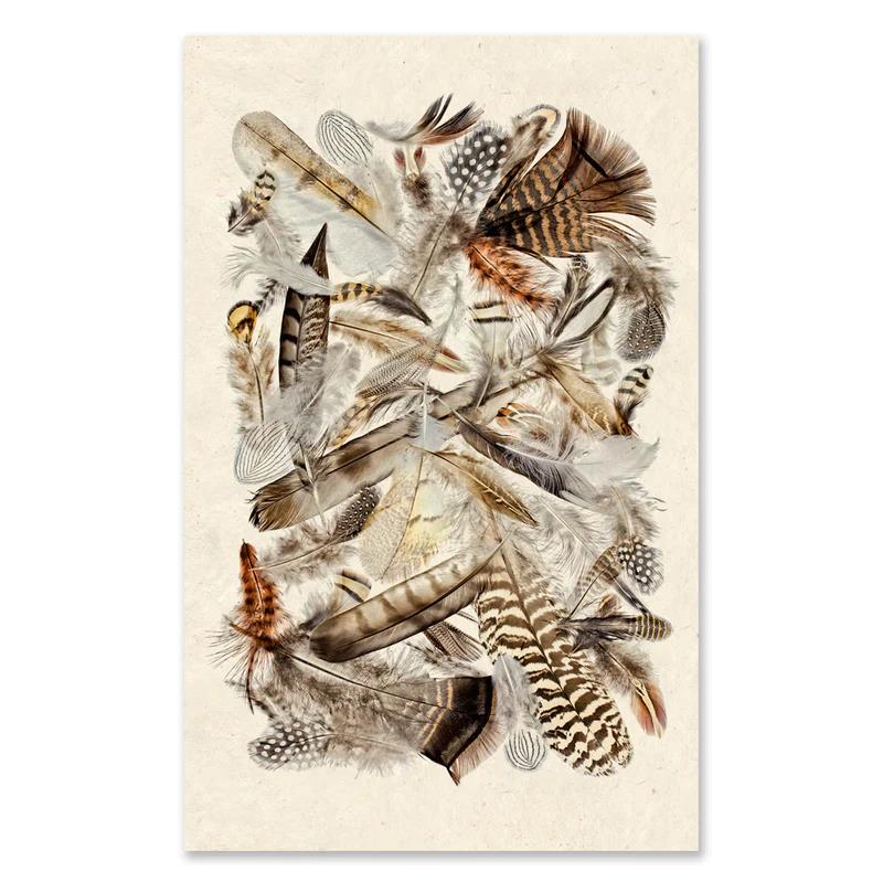 A vibrant collage of assorted feathers on a textured background.