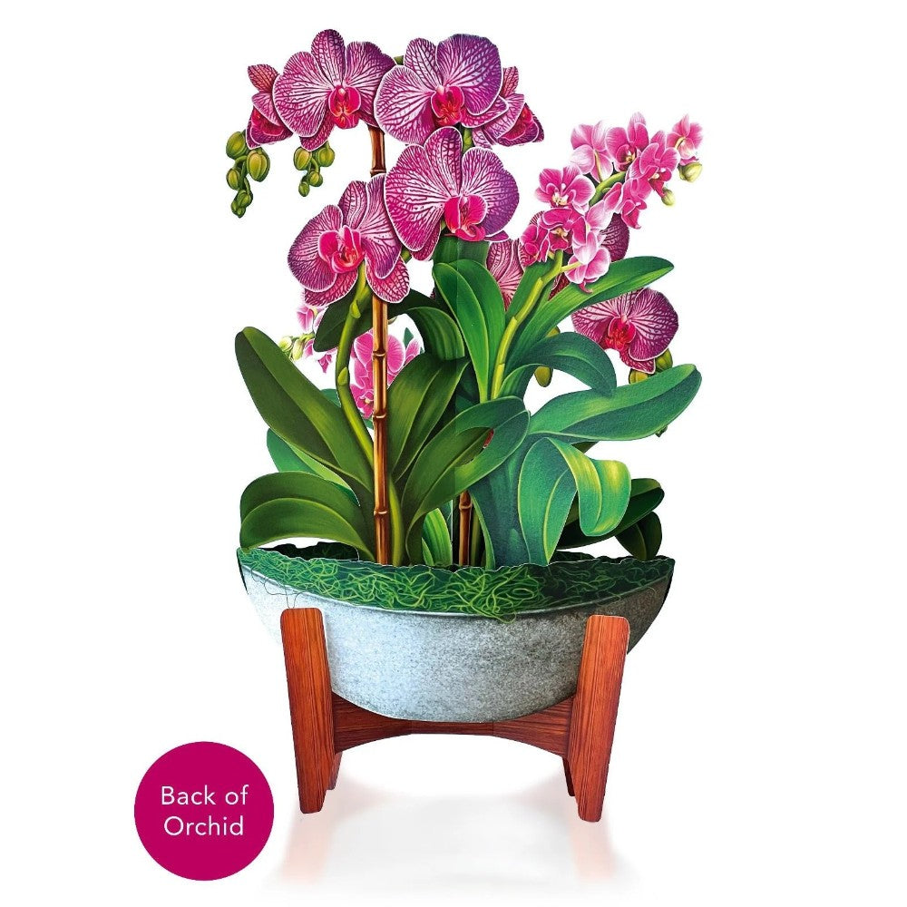 Pink orchids in a stylish planter with lush green leaves.
