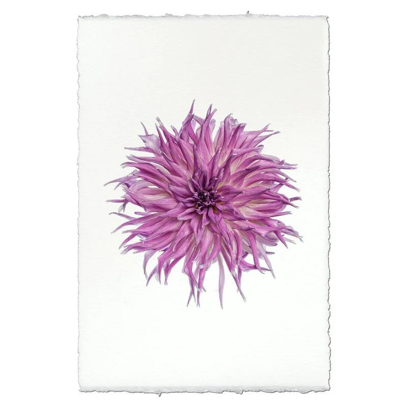 Purple dahlia on a textured white paper background.