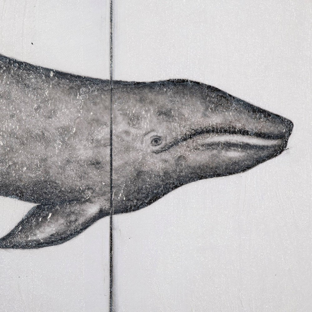 Close-up of a whale drawing on a textured white background.