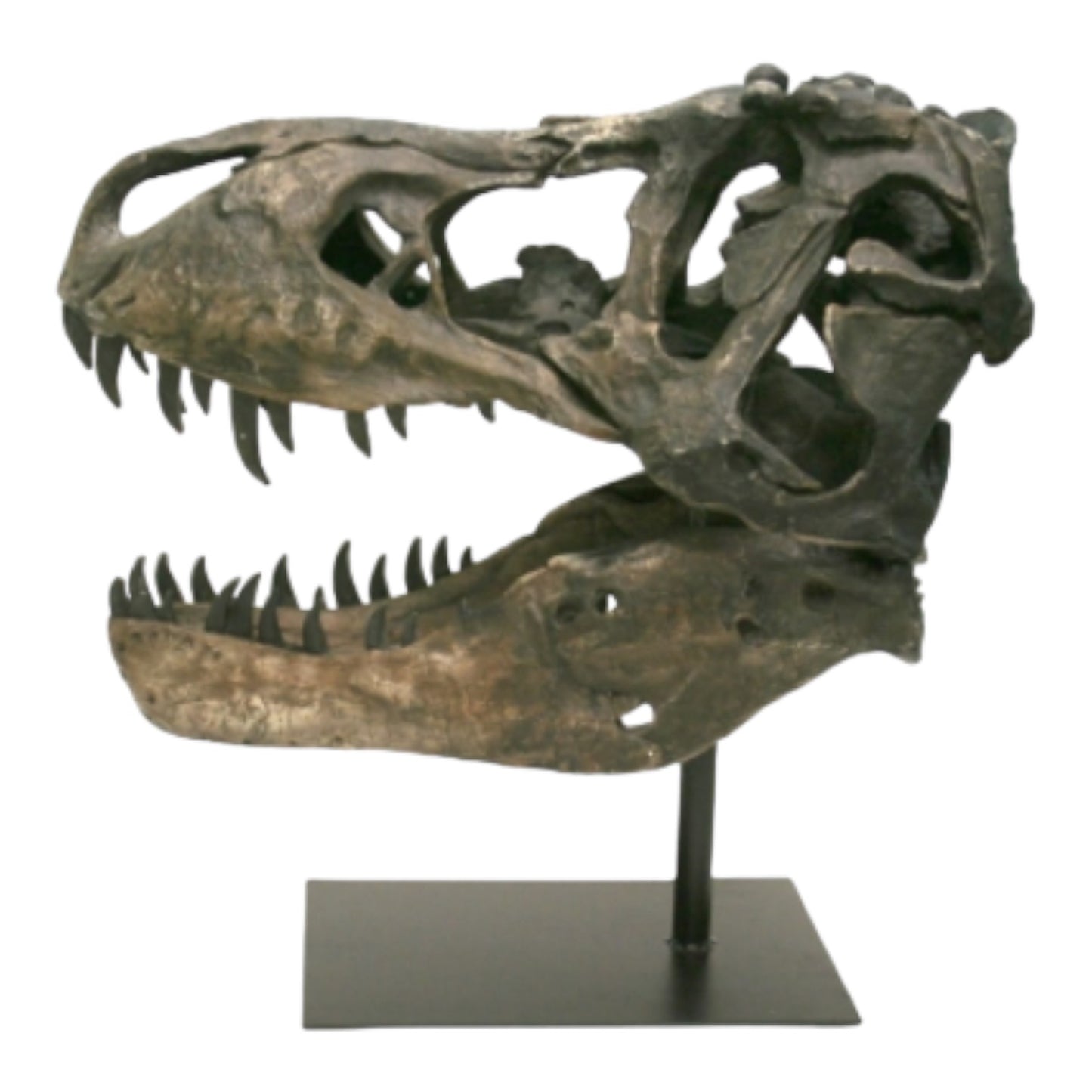 Picture of 20" T-Rex Skull Fossil