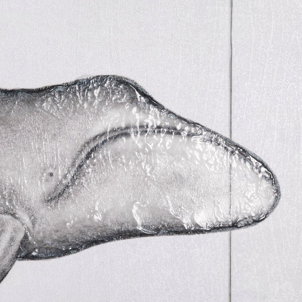 Close-up of a whale's fin in monochrome.