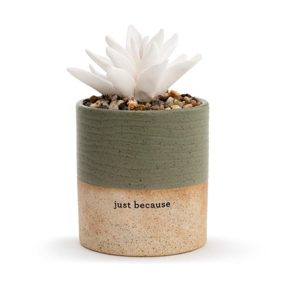 Succulent in a green-tan pot with "just because" engraved on it.