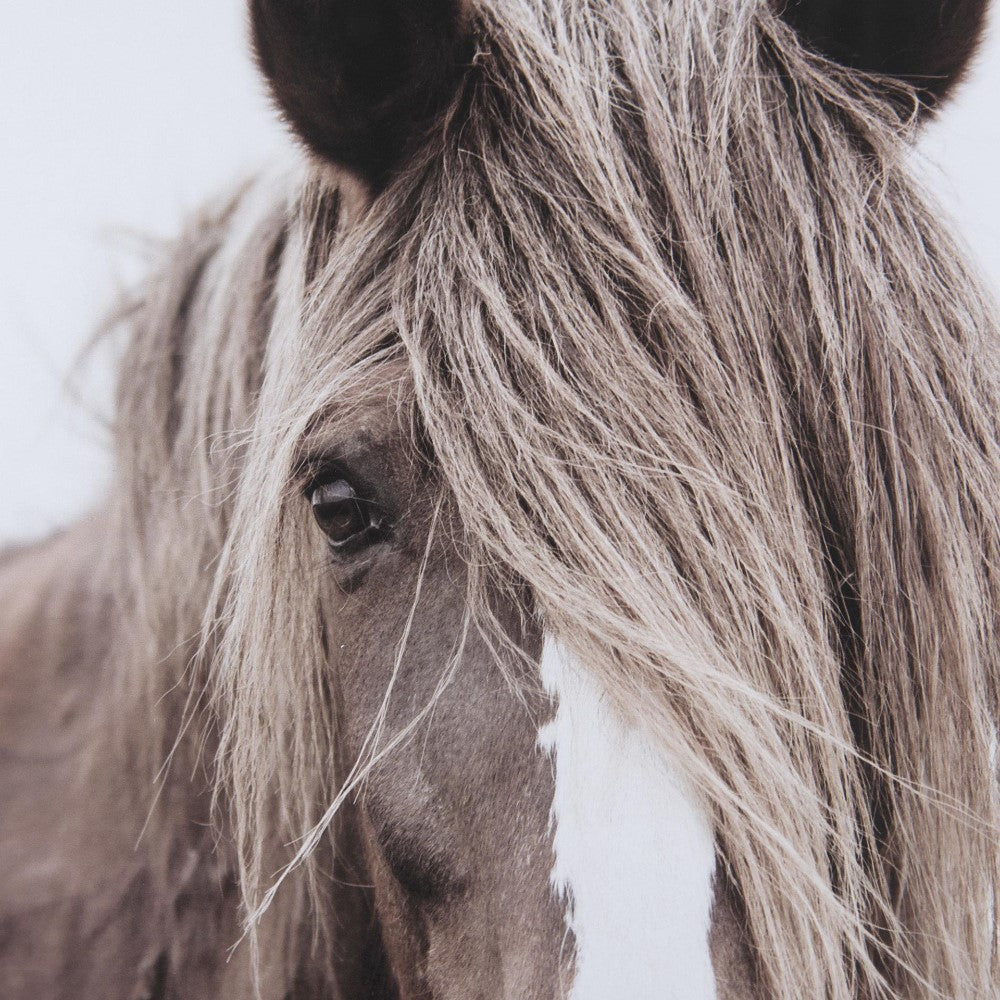 Close-up of a horse with long, flowing mane covering its eye.