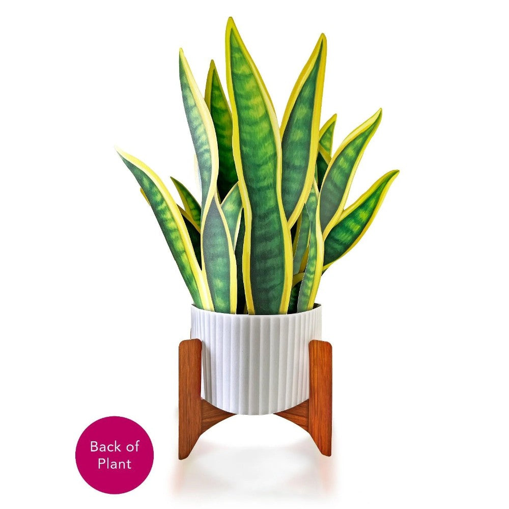 Green and yellow plant in white pot on wooden stand.