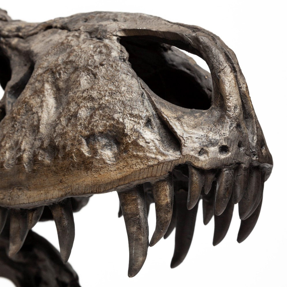 Close-up of a dinosaur skull with sharp teeth.