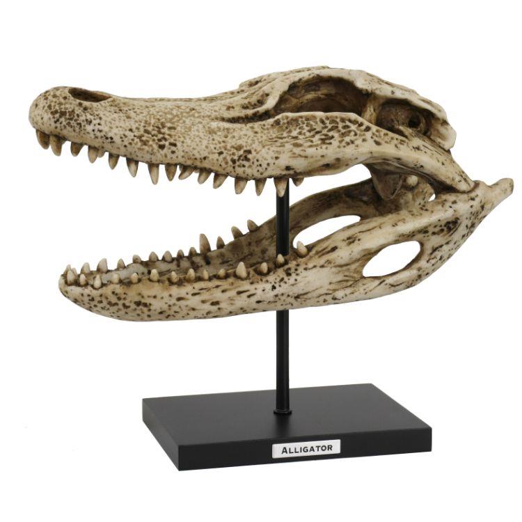 Alligator skull on display stand.