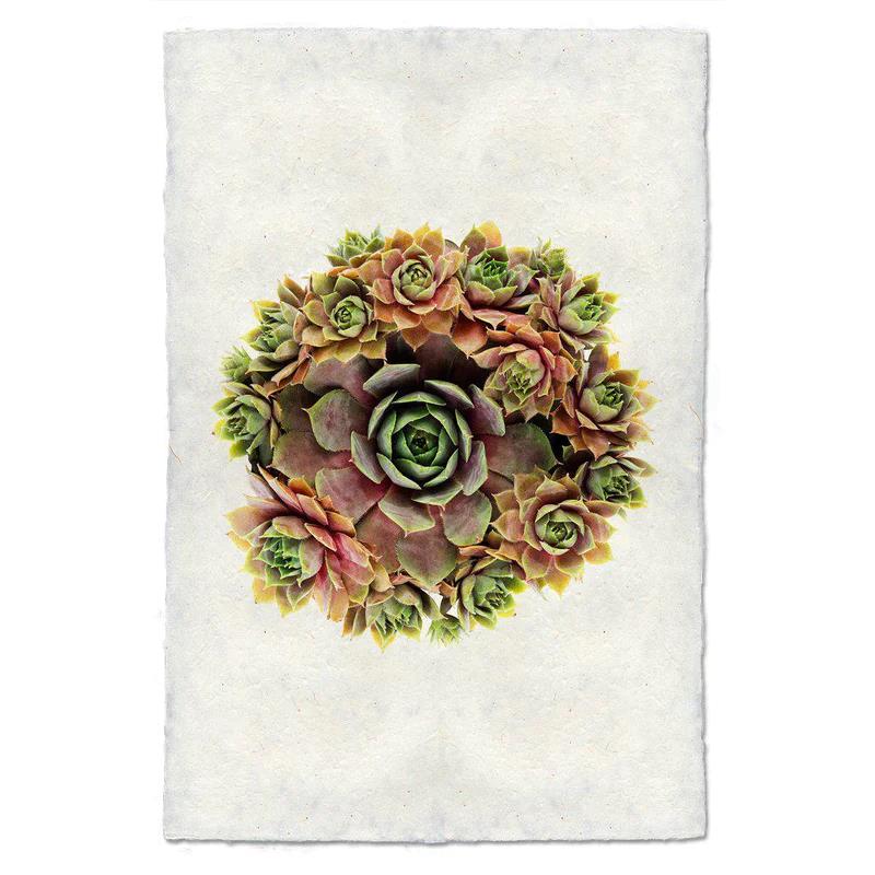 Cluster of colorful succulents on a textured white background.