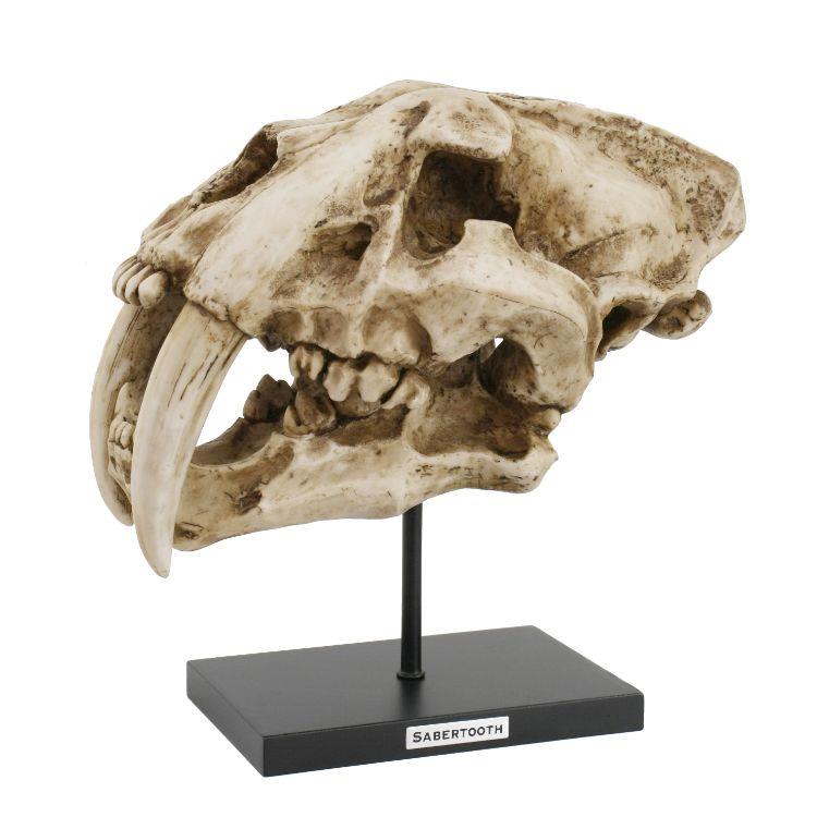 Saber-toothed cat skull on display stand.