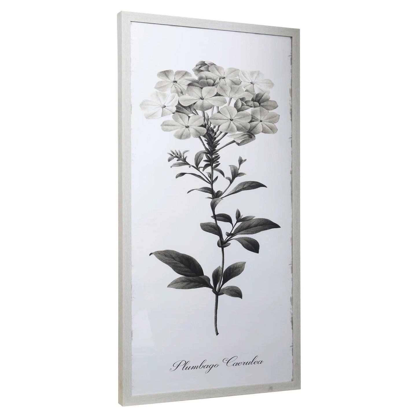 Black and white botanical artwork of Plumbago plant.