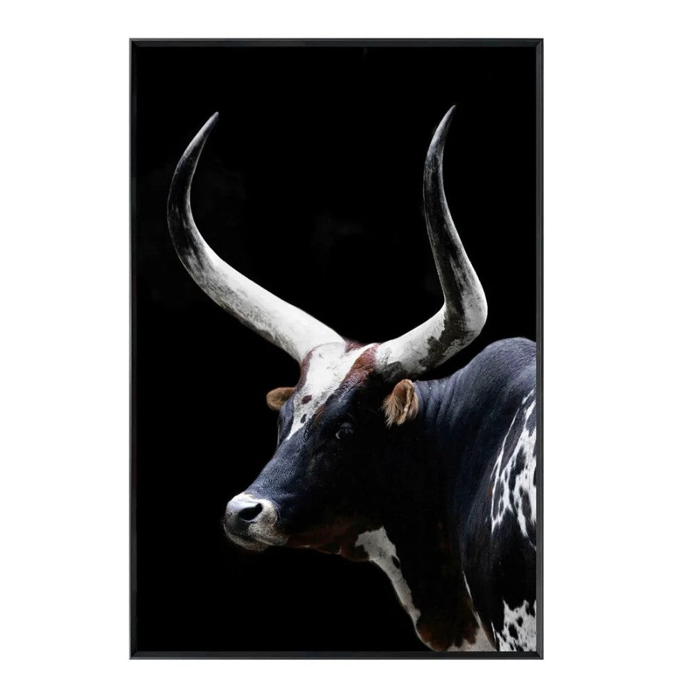 Bull with large horns against a black background.
