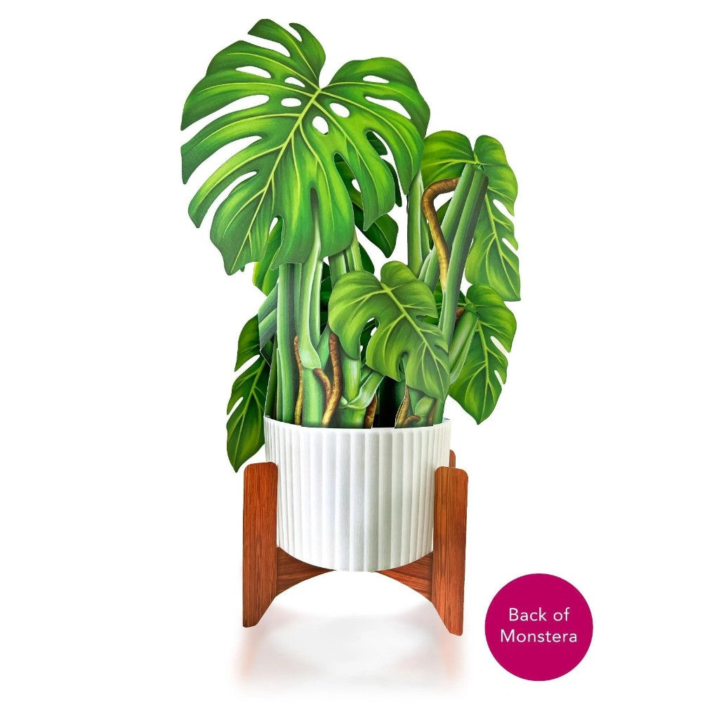 A lush monstera plant in a white planter and wooden stand.
