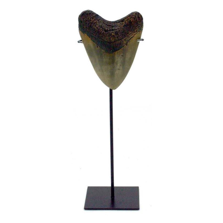 Megalodon tooth on display stand.