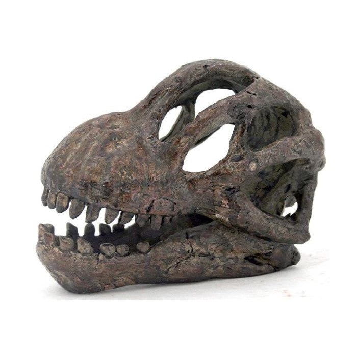 Rugged dinosaur skull sculpture isolated on white background.
