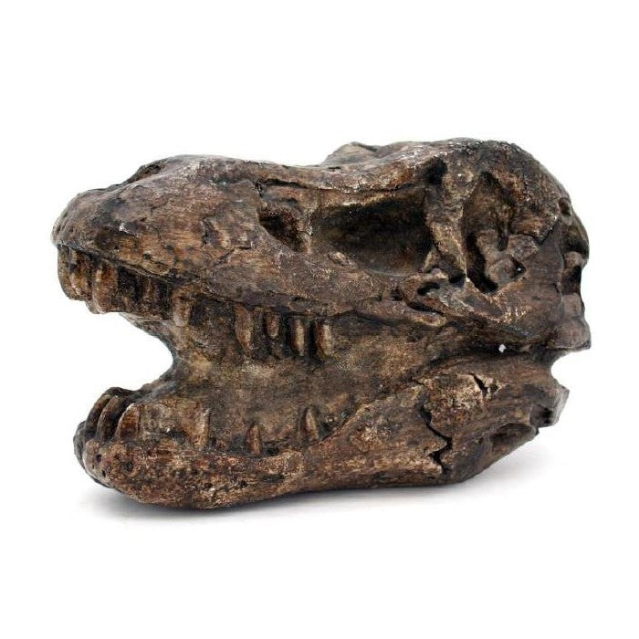 Dinosaur skull replica with open jaw.