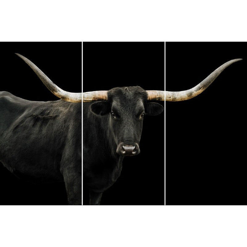 Longhorn cow with striking horns on a black background.