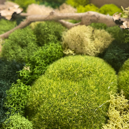 Create Your Own Moss Art (Altamonte Location)