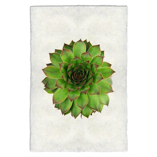 Green succulent on a textured white background.