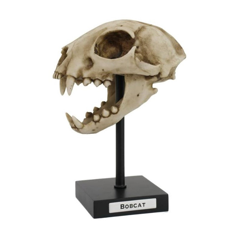 Picture of Bob Cat Skull