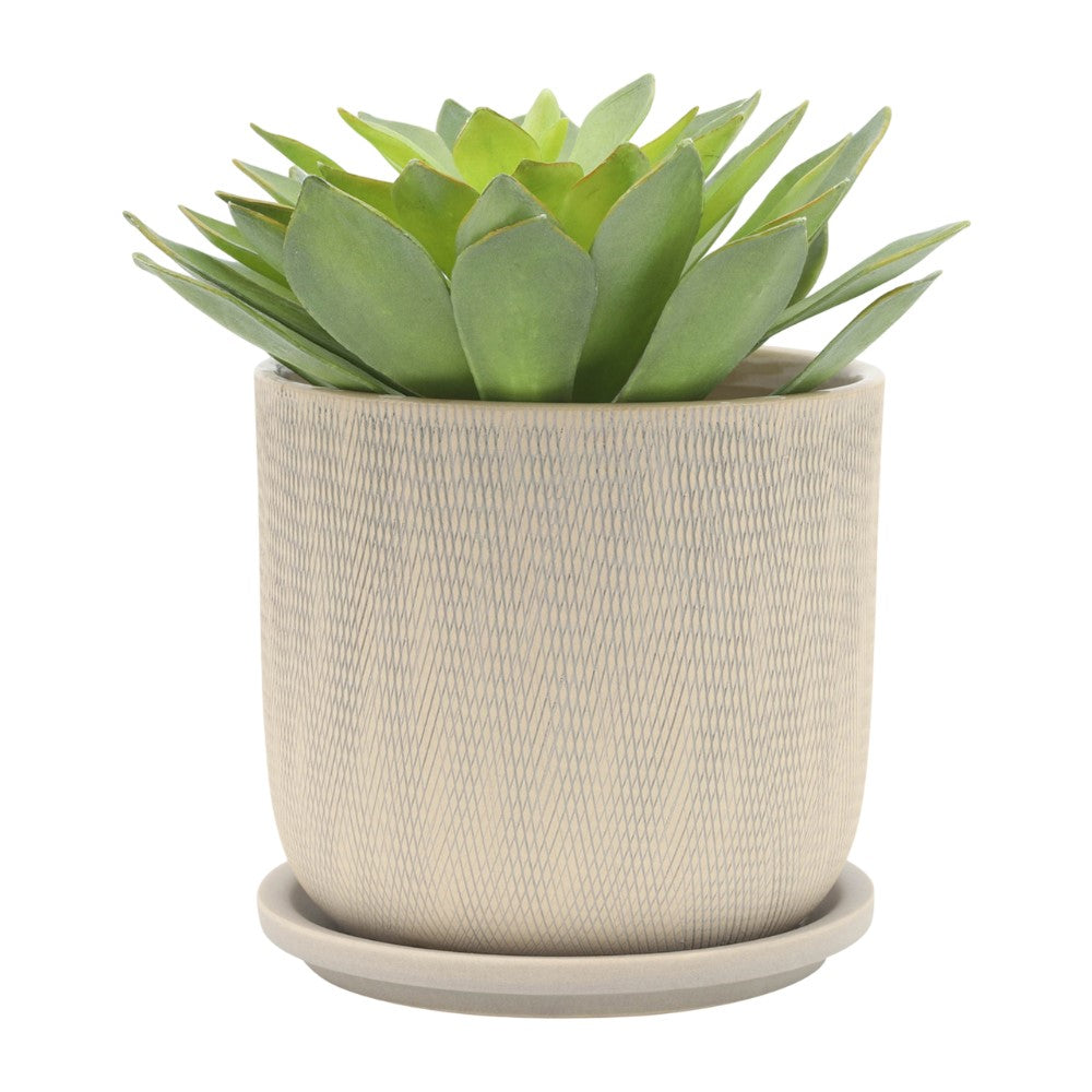 Green succulent in a textured beige pot.