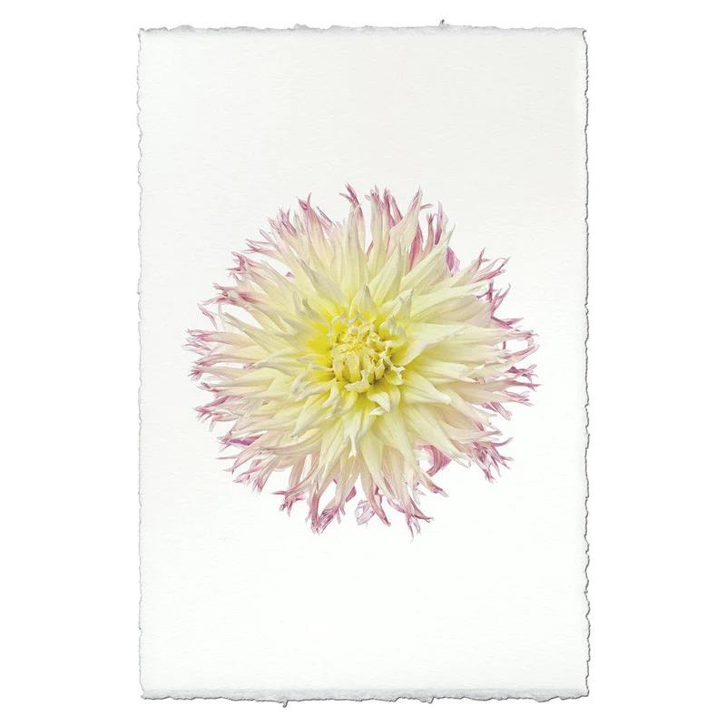Delicate pink and white flower on textured white paper.
