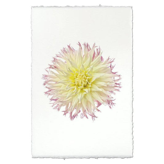 Delicate pink and white flower on textured white paper.