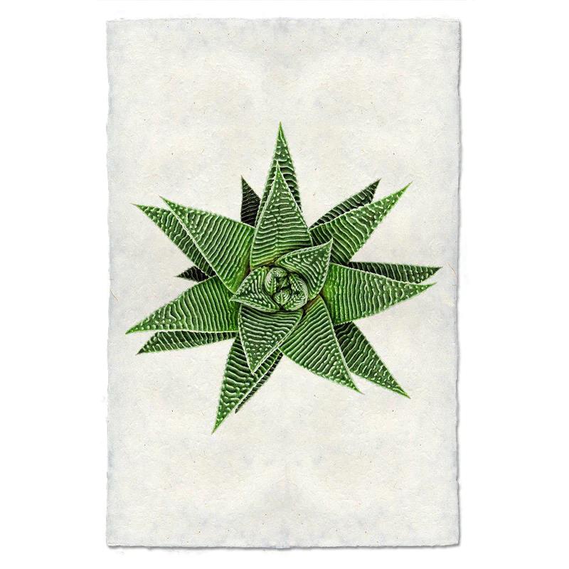 Geometric succulent on a textured white background.