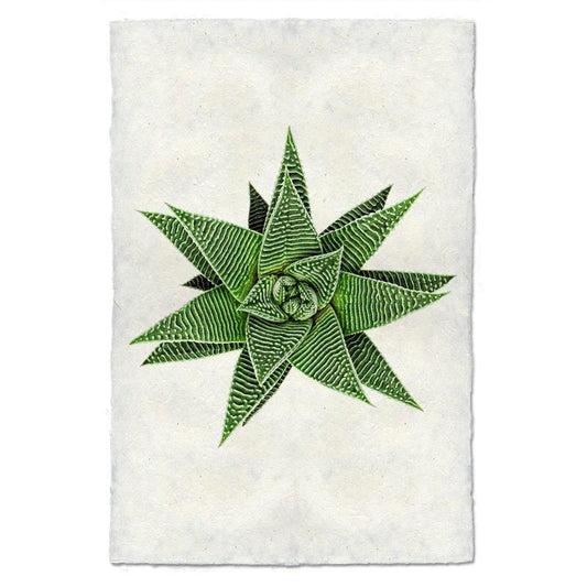 Geometric succulent on a textured white background.