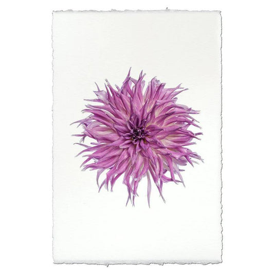 Purple dahlia on a textured white paper background.