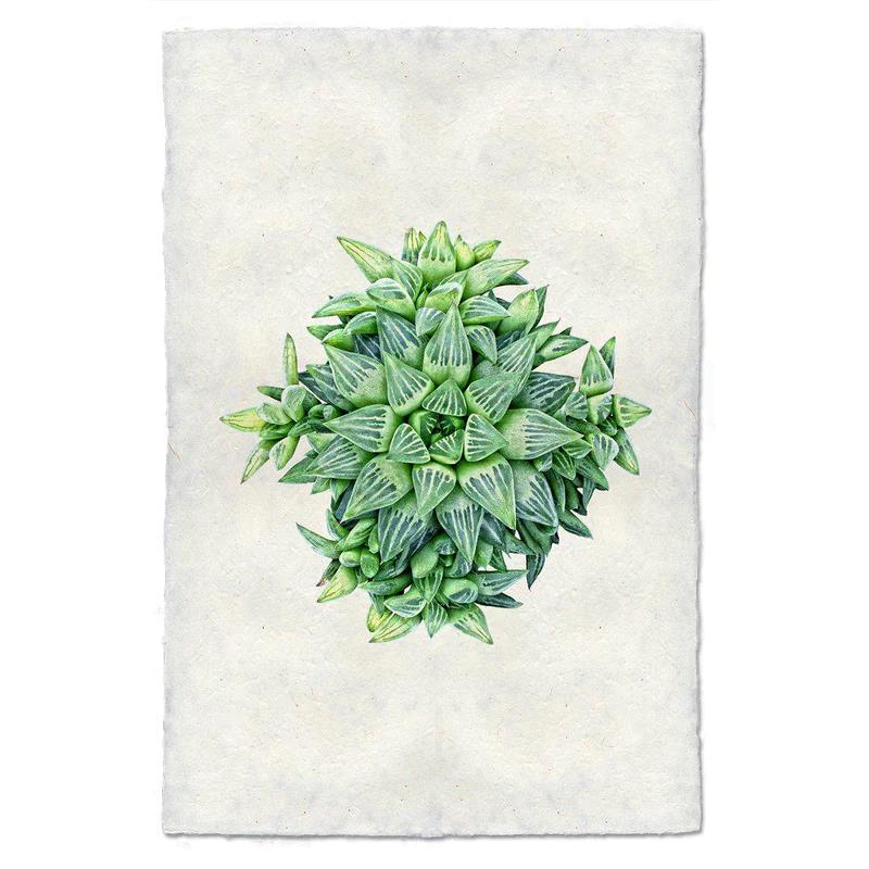 Green succulent with striped leaves on a textured beige background.