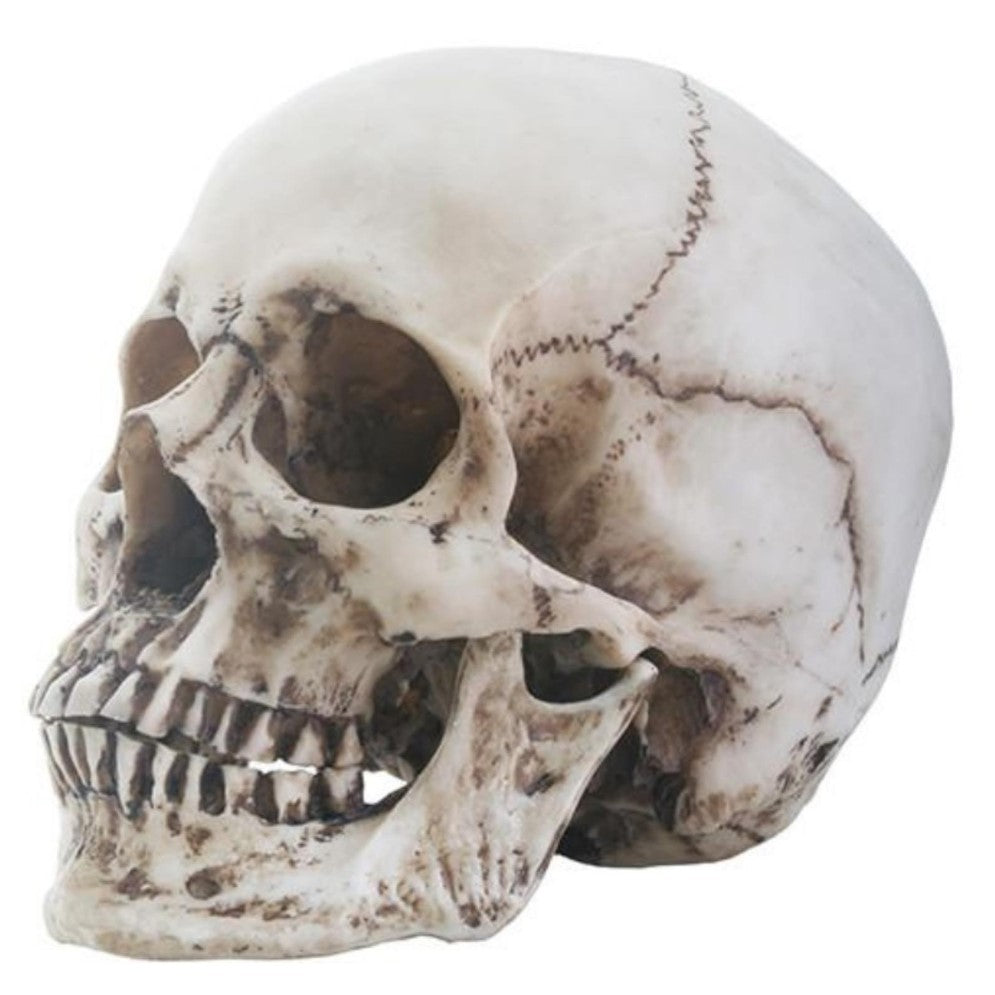 Picture of Skull Decor