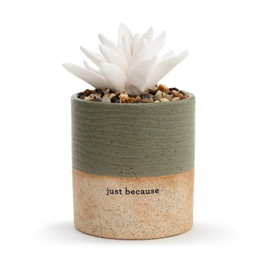 Succulent in a green-tan pot with "just because" engraved on it.