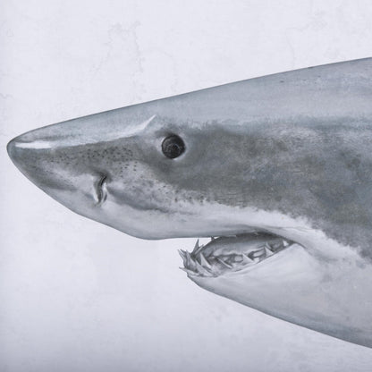 Close-up of a shark's head with visible sharp teeth.