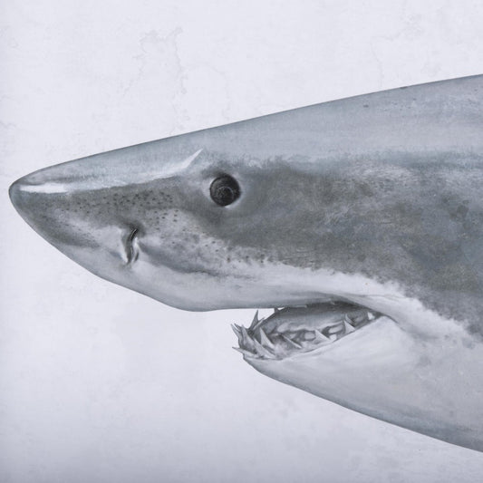 Close-up of a shark's head with visible sharp teeth.