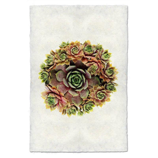 Cluster of colorful succulents on a textured white background.