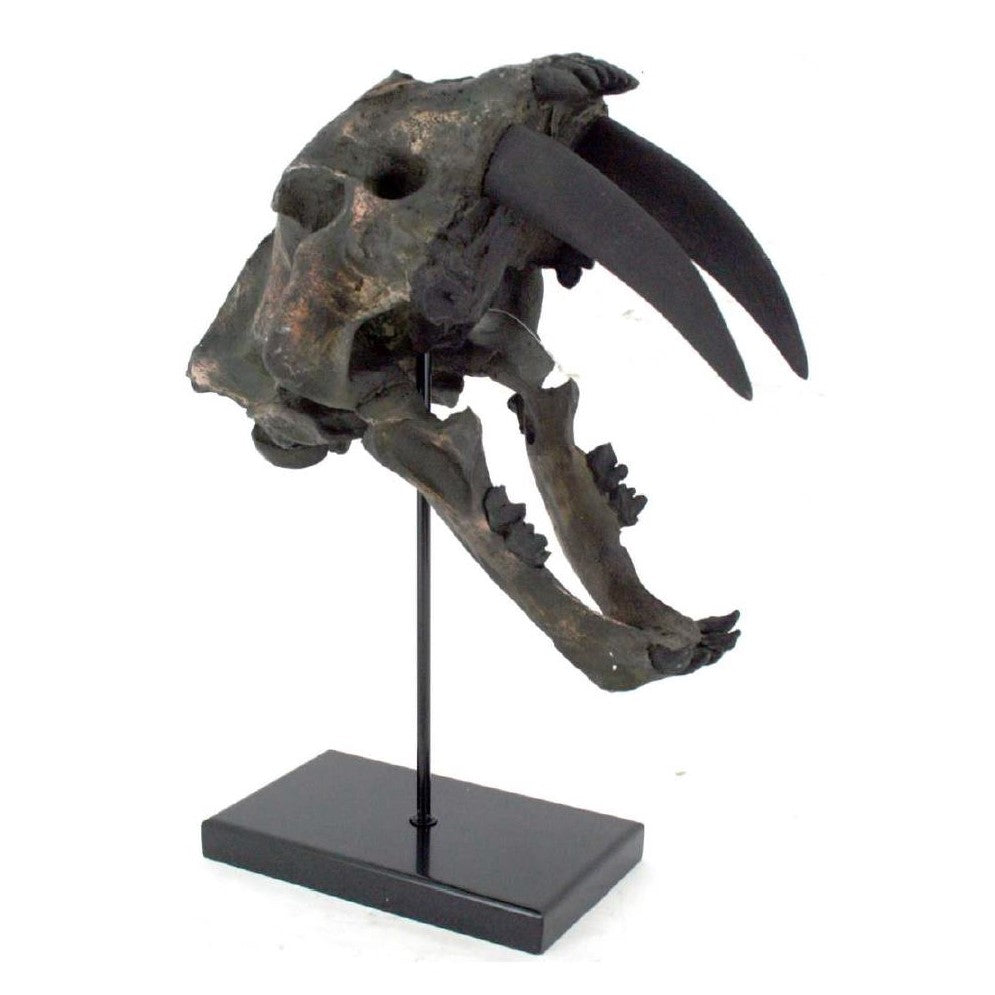 Picture of Sabertooth Skull on Stand