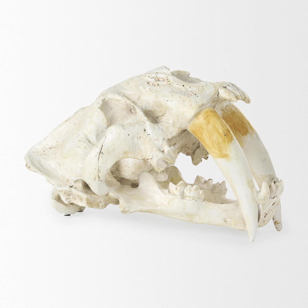 Picture of Sabertooth Skull Replica