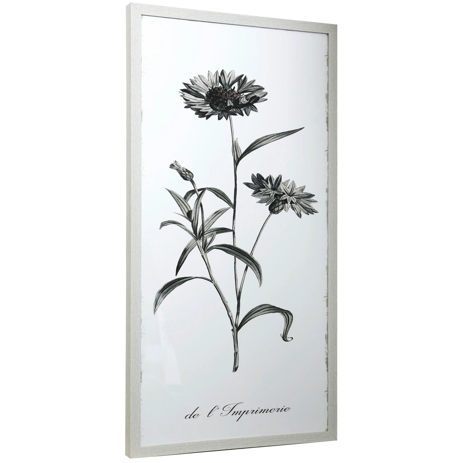 Black and white botanical flower sketch in a white frame.